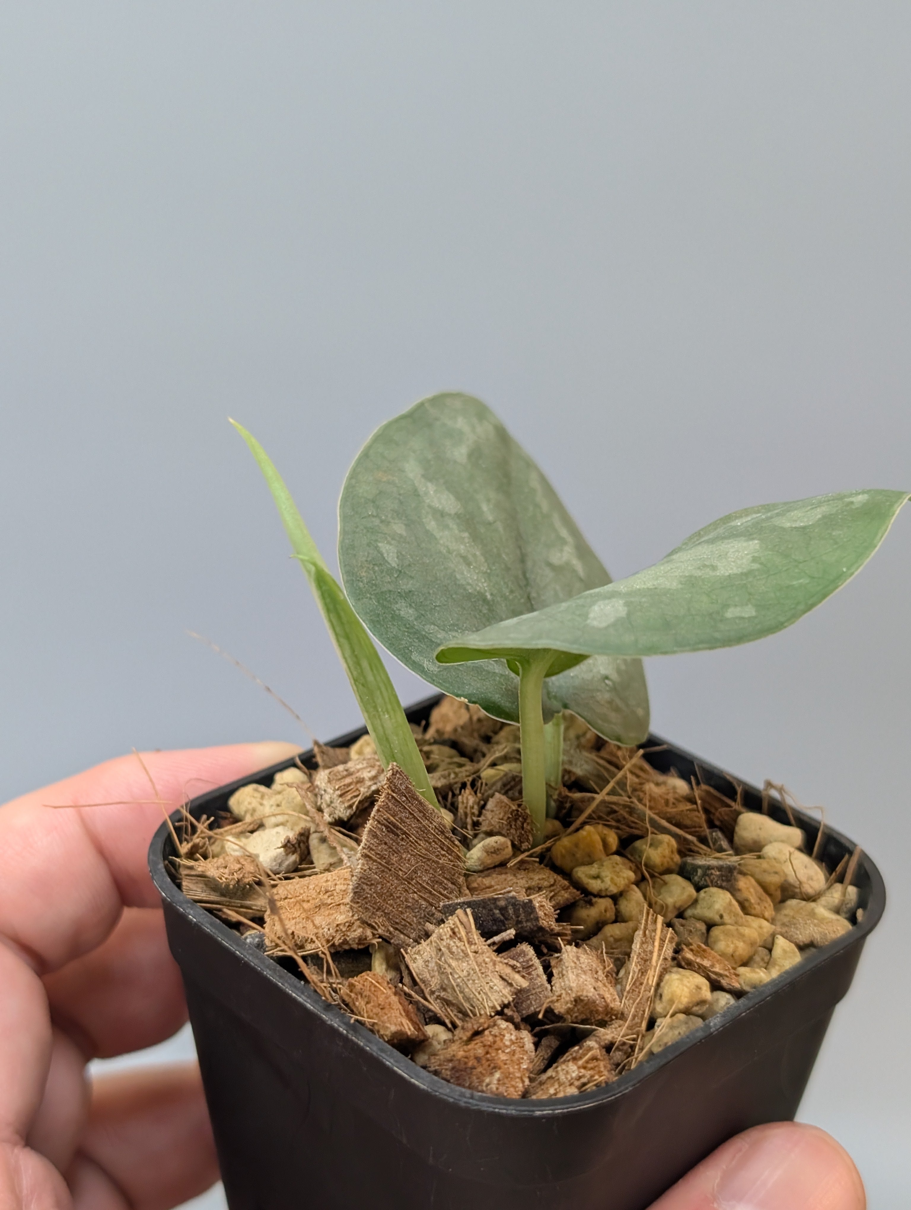 スキンダプサス シルバー スポット sp.ボルネオ / Scindapsus