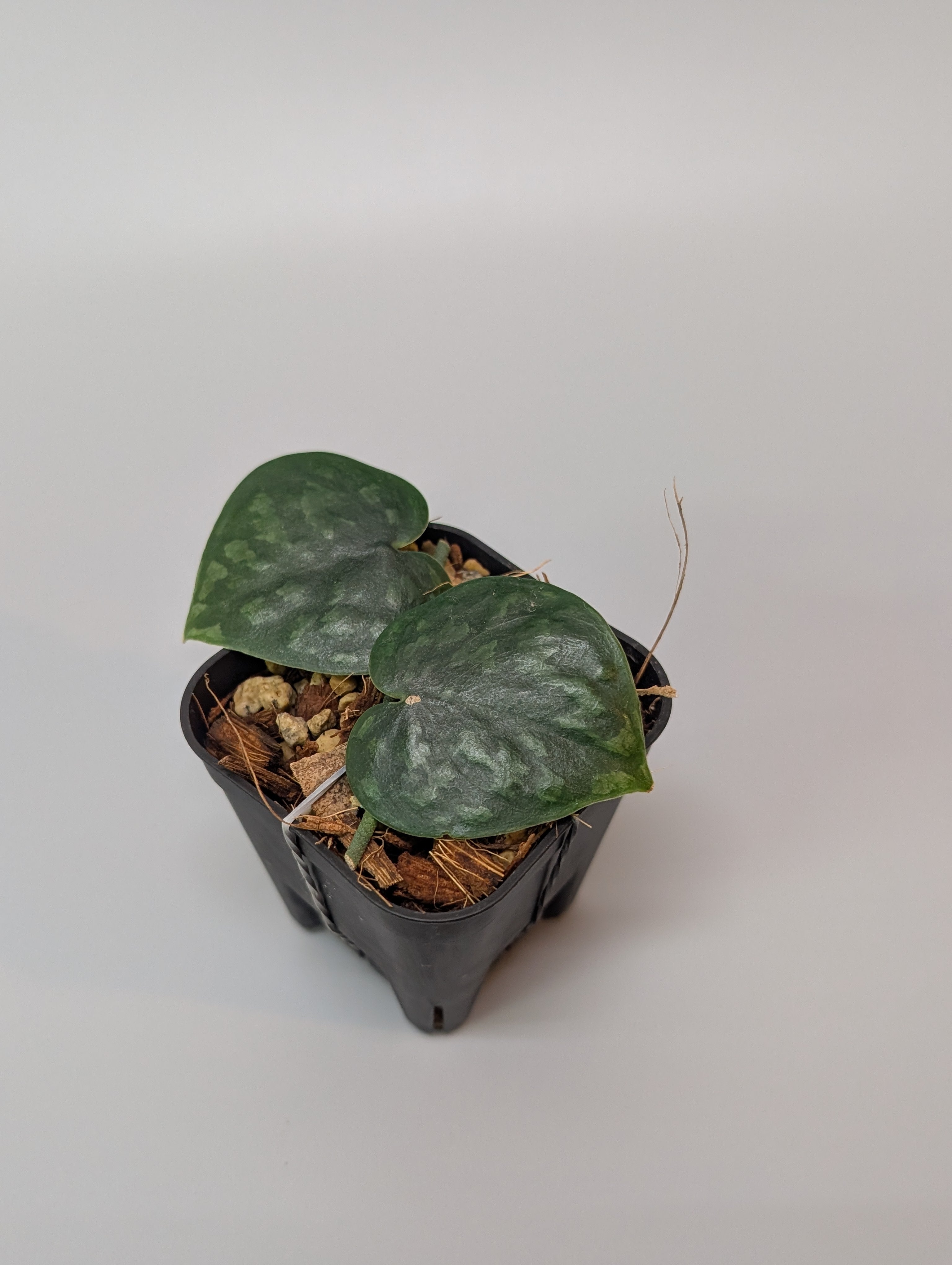 だ*ま様 brunt squid l ブラック カルティバ ED-2.5S Draw4ストロングポイント #540 ジャックブラック