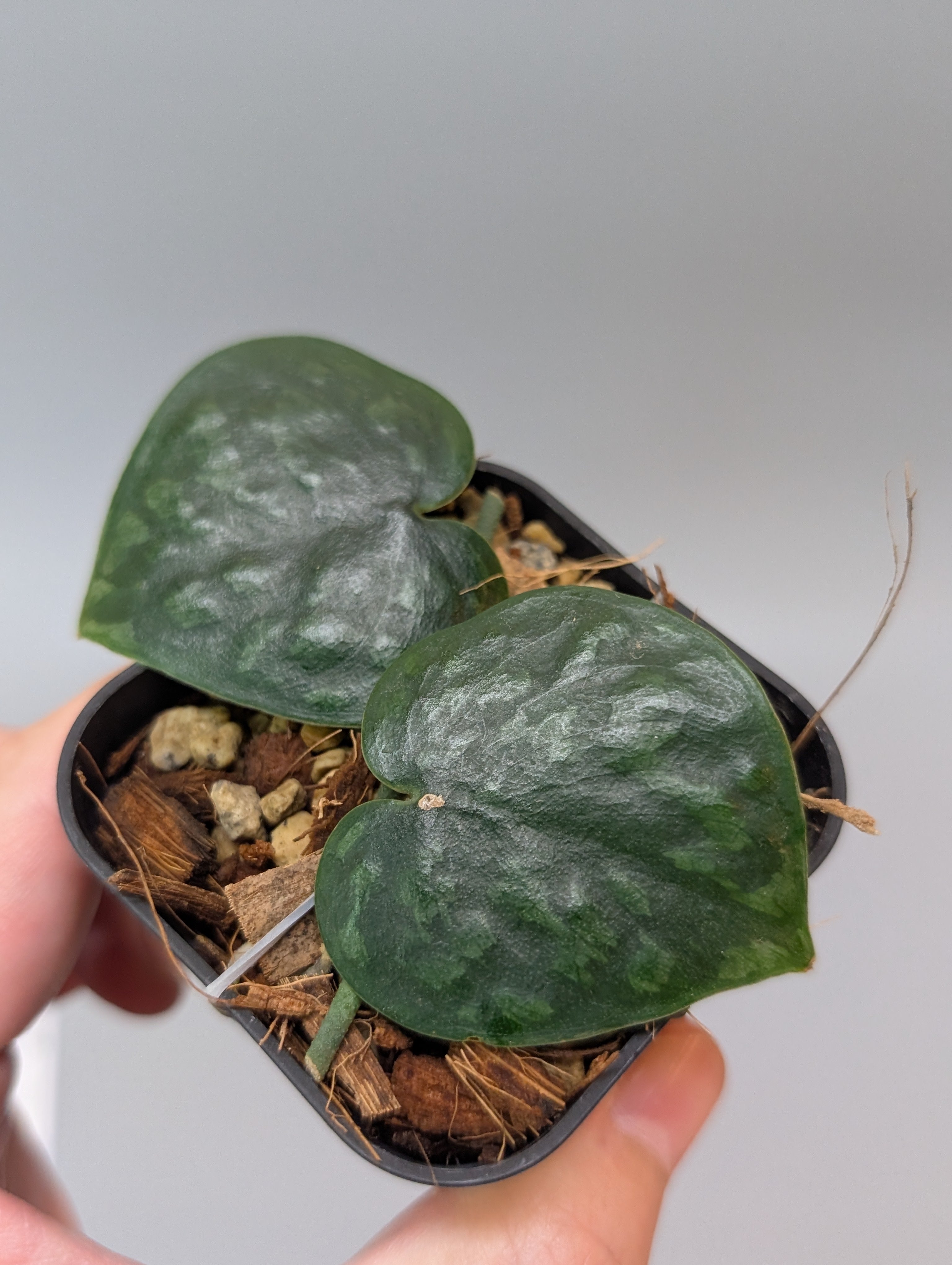 Nakayama Plants – Nakayama-Plants