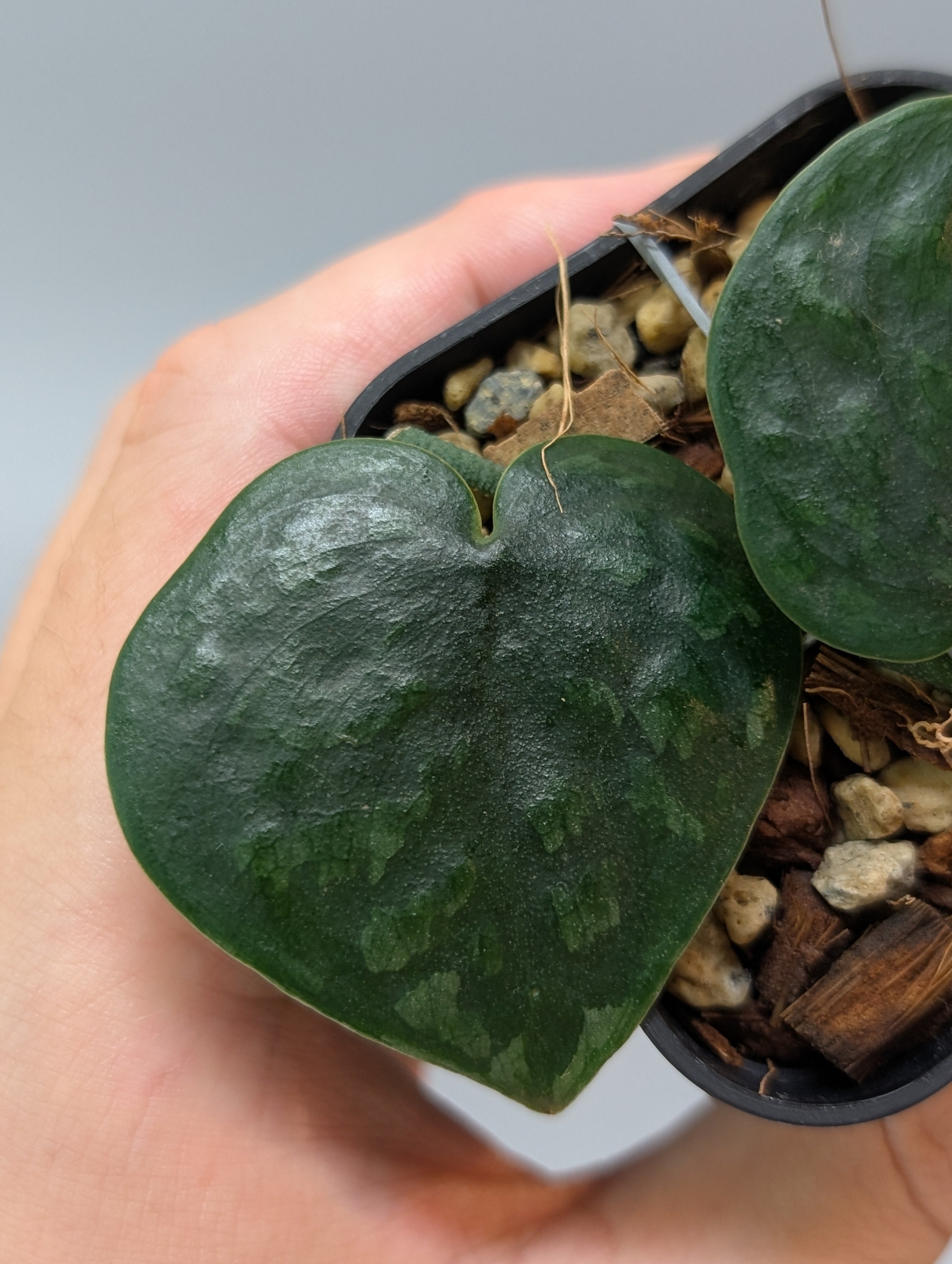 スキンダプサス ブラックマンバ / Scindapsus black mamba (029m