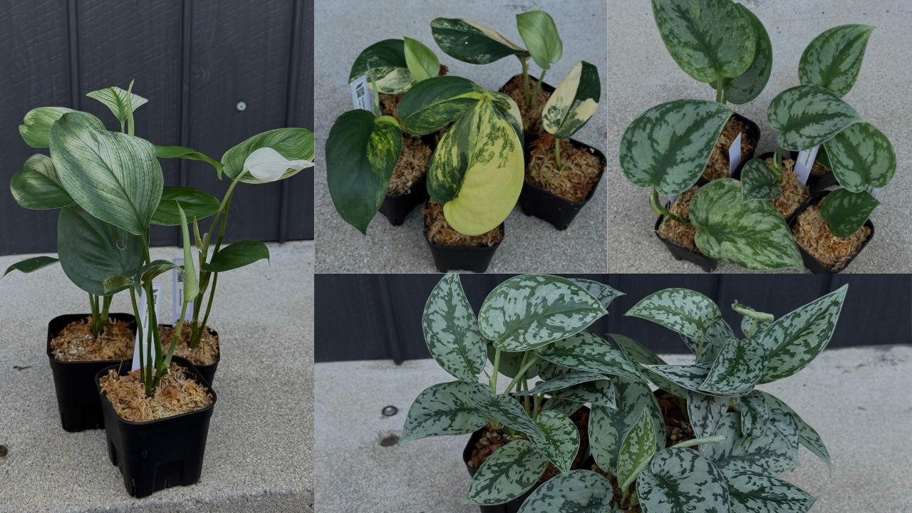 Nakayama Plants公式オンラインストア｜スキンダプサス専門店