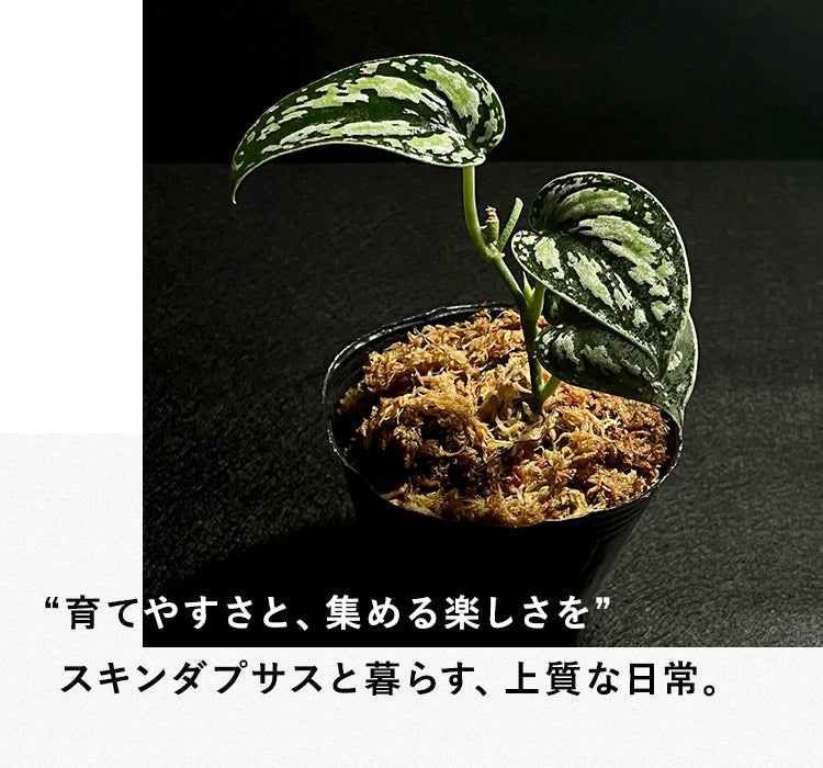 Nakayama Plants公式オンラインストア｜スキンダプサス専門店