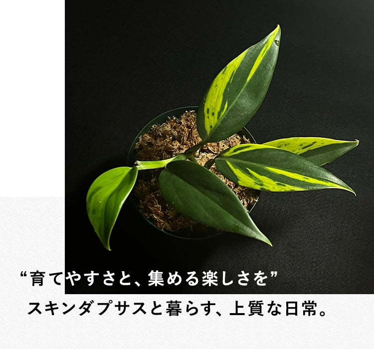 Nakayama Plants公式オンラインストア｜スキンダプサス専門店